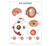 Diagramme d'anatomie des yeux, 45 x 60 cm, diagramme d'anatomie oculaire, affiche d'éducation médicale, tableau d'ophtalmologie anatomique