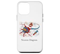Diagramme de neurones étiquetée Cellule nerveuse Coque pour iPhone 12 Mini