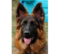 Diamant Peinture,5D Diy Diamant Complet,Berger Allemand Kit De Peinture Diamantée Diy Pour Enfants,Décoration Murale D'Intérieur Avec Outils - 40 × 50cm