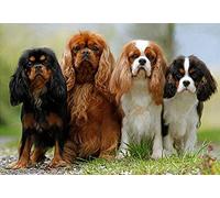 Diamant Peinture Cavalier King Charles Spaniel Animal Diamant Peinture Kits Pour Adultes Strass Diamant Arts Craft Pour La Décoration Murale À La Maison 40X50Cm Sans Cadre