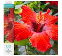 DIAMOND DOTZ Kit de Peinture Diamant, Hibiscus