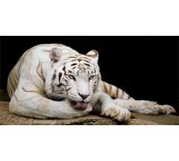 Diamond Painting 5D Adultes Débutants Tigre Blanc Round Drill Diamond Art Kit Gemme Point de Croix Débutant Cristal Artisanat Broderie Diamant Kit Complet pour la Décor Murale la Maison 80x160cm Au275