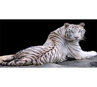 Diamond Painting 5D Adultes Débutants Tigre Blanc Square Drill Diamond Art Kit Gemme Point de Croix Débutant Cristal Artisanat Broderie Diamant Kit Complet pour Décor Murale la Maison 100x200cm Au247