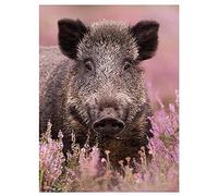 Diamond Painting,5d Peinture Diamant Animaux Sanglier,Broderie Diamant Kit Complet,Tableau en Perles Diamant, Adultes Strass Canevas Point de Croix Arts Craft, pour la deco de Salon Chambre-40x50cm