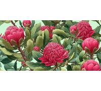 Diamond Painting Adulte Fleurs, Diamond Painting Les plantes Enfant DéButant Kits, Peinture Diamant Activité Manuelle Adulte, Canevas Diamant Artisanat, Automne Maison DéCoration 70x140cm g-384