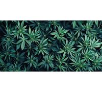 Diamond Painting Adulte Grand Format, DIY 5D Diamant Painting Complet Kits, Ronds Peinture Diamant Feuilles vertes Cristal Strass Point de Croix Artisanat pour Décoration Murale Maison 50x100cm, P5716
