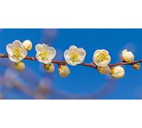 Diamond Painting Adulte Pomme De Prune Diamond Painting Grand Format 50x25cm DIY Broderie Diamant Complet Artisanat Blanc Enfants Tableau Perle Diamant a Coller Cadeaux décoratifs femmes 0O-699