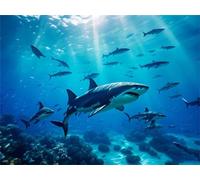 Diamond Painting Animaux requins Diamond Painting Adulte, 5D Point de Croix Broderie Diamant Kit Complet, DIY Rond Puzzle Stitch Peinture Diamant Painting Enfants, Décoration Intérieur 40x30cm k-739