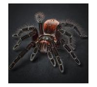 Diamond Painting Araignée,5D Kit de Peinture Diamant Complet DIY Adulte Broderie Diamant Cristal Strass Point de croix Diamant Arts Canevas Peinture Crafts Maison Murale Décoration Round drill,50x50cm