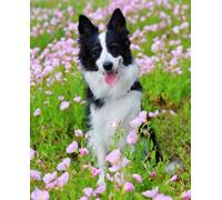 Diamond Painting Art Kits Flower Border Collie 5D Diamond Painting Kits for Adults,DIY Square Full Drill Embroidery Paintings Pasted Pictures Arts Home Wall Decor40*50cm163D163