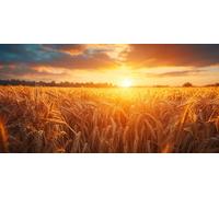 Diamond Painting Champ de blé, Diamond Painting Adulte 100 x 50CM, Paysage Peinture Diamant Strass Kit Broderie, Peinture Diamant Kit Point de Croix pour Decoration Maison Cadeau Femme ZSHD-6785