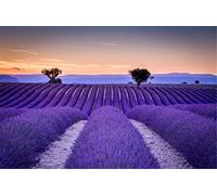 Diamond Painting,Champ de lavande Kit de Peinture Diamant 5D DIY,Broderie Diamant Complet pour Adultes Enfants Point De Croix, pour la décoration à la Maison/Salon/Chambre/Bureau Square Drill 70x90cm