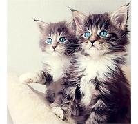 Diamond Painting Complet Kits, Deux chatons mignons DIY 5D Diamond Painting Images, Peinture Diamant Adultes Enfants Cristal Strass Diamant Arts, Décor Murale Maison Round Drill 100x100cm(39x39in)