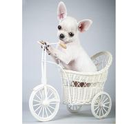 Diamond Painting DIY 5D Peinture Diamant Kit Complet,Chien Chihuahua,Broderie Diamant Painting pour Adultes Enfants,Cristal Strass Point De Croix Art Décor Murale À La Maison Round Drill,30x40cm