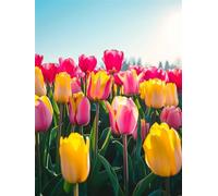 Diamond Painting DIY Set 5D Art Kits for Adults Big Tulip Drill Gem Crafts for Home Wall Decor Full Drill for Beginner Pictures Paint with Colorful Diamonds Cross Embroidery Kid Gift30x40cm nVc493