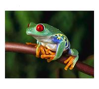 Diamond Painting Enfant, Broderie Diamant Kit Complet, DIY 5D Peinture Numero Adulte, Perle diamant a Coller Canevas Cristal Strass Point De Croix, Décor Maison/Salon/Chambre/Grenouille,20x30cm/8x12in