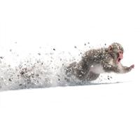 Diamond Painting Enfant ChimpanzéS, 5D Painting Diamant Grand Format Neige DIY Loisirs Créatifs Adultes Kit Broderie Diamant Kit Complet Rond Drill Peinture Adulte Murale Décoration 60x120cm Y-2J16