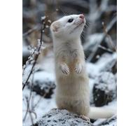 Diamond Painting Enfant Furet, 5D Diamond Painting Adulte Grand Format Animal Kit Broderie Diamant Kit Complet Carré, Peinture Diamant Peinture Loisirs Créatifs Adultes ,Cadeau Femme 50x70cm K-V358