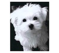 Diamond Painting Full, Chien maltais blanc Kit de Peinture Diamant 5D, Broderie Diamant pour Adultes Point De Croix, DIY Diamond Art Kits, pour la décoration à la Maison Bureau Round Drill,40x50cm