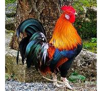 Diamond Painting Nouveau Diamant Rond 5D DIY Diamant Peinture Grand Coq Broderie Point De Croix Strass 2019 Peinture 2019 30X30Cm