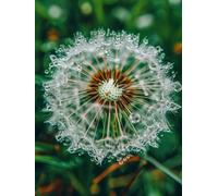 Diamond Painting Pissenlit DIY Peinture Diamant Adulte,5D Diamond Art Kit Enfants Complet Strass Cristal Point Croix Broderie Peinture pour Cadeau Femme Enfant, Murale Décoration 80x100cm Rosée Z1-594