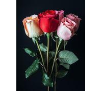 Diamond Painting Plante Diamond Painting Adulte, 5D Broderie Diamant Kit Complet 20x30 cm, Bricolage Peinture Diamant Cristal Strass Point de Croix Canevas Kit, Decoration Chambre Cadeau, Rose 0b-483