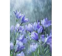 Diamond Painting Pluie DIY Peinture Diamant Adulte,5D Diamond Art Kit Enfants Complet Strass Cristal Point Croix Broderie Peinture canevas pour Cadeau Femme, Murale Décoration 60x80cm Orchidée Z1-358