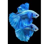 Diamond Painting Poisson DIY Peinture Diamant Adulte,5D Diamond Art Kit Enfants Complet Strass Cristal Point Croix Broderie Peinture canevas pour Cadeau Femme, Murale Décoration 40x60cm Animal Z1-327