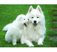 Diamond Painting Set, tableau avec motif chiens et accessoires, dimensions env. 35 x 25 cm, set de bricolage pour peindre avec des petites pierres brillantes pour les enfants à partir de 5 ans