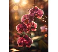 Diamond Painting Soleil DIY Peinture Diamant Adulte,5D Diamond Art Kit Enfants Complet Strass Cristal Point Croix Broderie pour Cadeau Femme, Murale Décoration 60x90cm Orchidée Phalaenopsis Z1-248