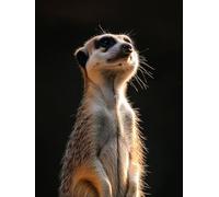 Diamond Painting suricates Afrique, 5D diamond painting adulte, Kit Complet Broderie Diamant Strass Cristal, DIY Loisir Créatif et Activité Manuelle, Idée Cadeau pour Décoration Maison 50x70cm 0j-301