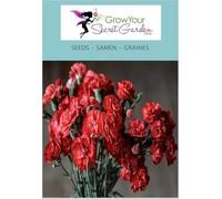 Dianthus chabaud - Oeillet mignardise - vivace