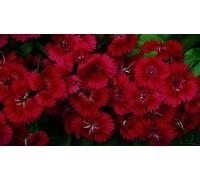 Dianthus deltoides Brillant - Oeillet des landes -petite merveille dans le jardin