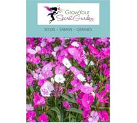 Dianthus gratianopolitanus - Œillet de pentecôte, vivace, couvre-sol, rocaille