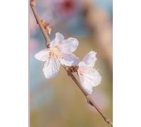 Diario flor de almendro