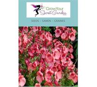 Diascia barberae - rosa, magnifique ajout au jardin