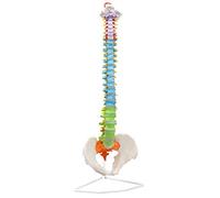 Didactic - Dos souple coloré - Modèle anatomique - Qualité médicale - Taille de vie (31,5 po)