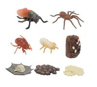 Didiseaon 2 Ensembles Modèles Éducatifs de Cycle de Insectes de Araignée Cigale pour Éveil des Garçon Fille Science Naturelle