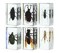 Didiseaon 6pcs Spécimens D'insectes en Résine Transparente, Collection D'insectes Conservés, Fiabilité et Vue Claire, comme Presse-papiers ou Décoration