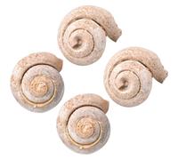 Didiseaon Lot de 4 Spécimens Fossiles Marins d'Escargots Décorations Pédagogiques Naturelles pour Bureau et Table Échantillons Paléontologiques Réalistes pour Kit Paléontologue Éducatif
