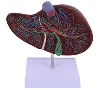 Didiseaon Modèle Anatomique de Foie Humain avec Base et Détaillé pour Enseignement Médical et Physiologie Adapté Écoles et Formations Santé