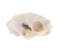 Didiseaon Modèle Anatomique du Crâne de Chat en Pvc Beige, Petit Format Portable Détails Précis, pour Création Artistique et Décoration Intérieure