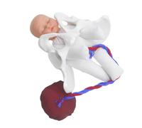 Didiseaon Modèle De Pelvis Féminin Pour Accouchement Simulateur Anatomique Réaliste Pour Enseignement Obstétrical Et Éducation Prénatale Avec Fœtus Cordon Ombilical Et Placenta