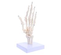 Didiseaon Modèle de Squelette Anatomique de Main en Pvc Blanc Articulation Réaliste, Outil Éducatif Facile à Nettoyer pour Laboratoires et Hôpitaux