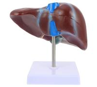 Didiseaon Modèle Foie Humain Anatomique avec Base pour Enseignement Médical Modèle de Foie pour Étudiants Médecine et Formation Physiologie