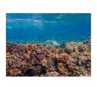 Didooou Fond (30 x 50 cm, corail profond)