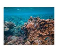 Didooou Fond (60 x 100 cm, poisson corail)