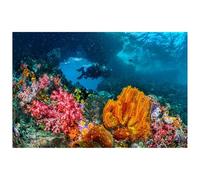 Didooou Fond d'aquarium autocollant décoration sous-marine paysage naturel corail pour aquarium autocollant (60 * 150 cm / 23.6 * 59.1 pouces, plongeur corail coloré)