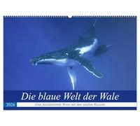 Die blaue Welt der Wale (Wandkalender 2026 DIN A2 quer), CALVENDO Monatskalender: Eine fantastische Reise in die Tiefen des Pazifiks mit den gigantischen Buckelwalen