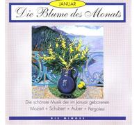 Die Blume des Monats - Januar - Die Mimose